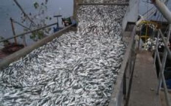 Perú apoyó medida: Países pesqueros del Pacífico Sur reducirán cuotas de jurel